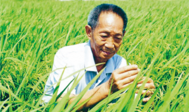 潍坊袁隆平现代高效数字化海水（盐碱）稻示范园区